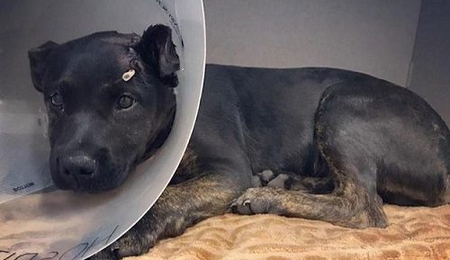 Ferito e abbandonato in autostrada, il cane è salvato in un rifugio