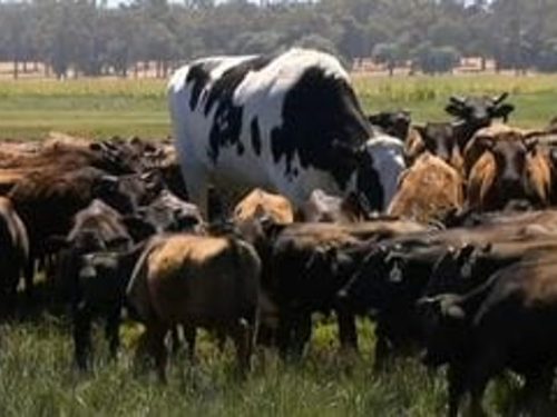 La mucca gigante salvata dal macello perché troppo grande